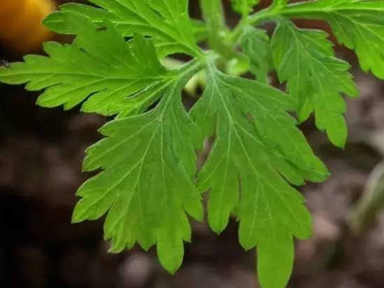 夜夜失眠怎么办？这五种植物助眠法试过的人都说好