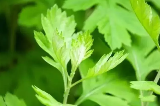 夜夜失眠怎么办？这五种植物助眠法试过的人都说好